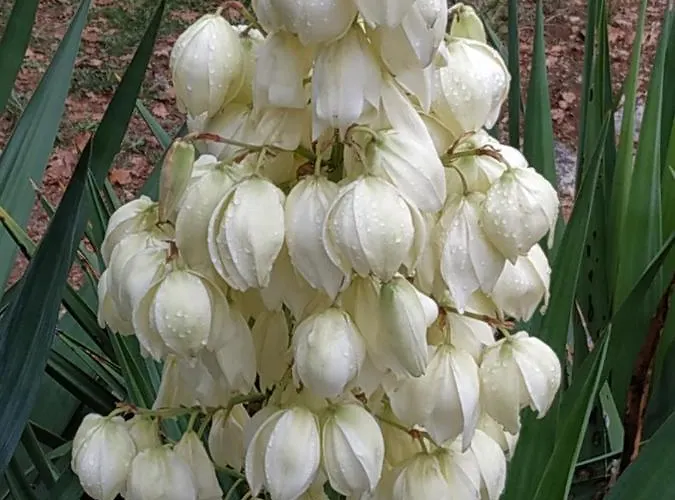 De Balmes Bed and breakfast Vers (Lot)