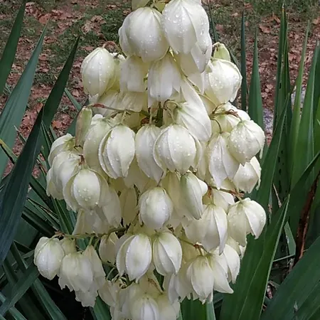 De Balmes Bed & Breakfast Vers (Lot)