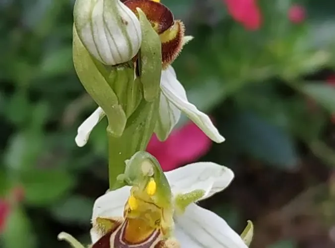 De Balmes 住宿加早餐酒店 3*